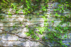 Old Coquina Wall St Augustine X100 