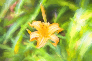 Daylily Hemerocallis Stella de Oro X120