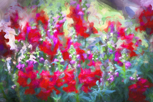 Snapdragons Flowers X100