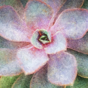 Desert Cactus and Succulents X011