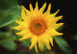 Sunflowers  Helianthus X124