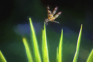 Dragonfly on Spanish Bayonet 102