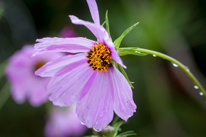 Pink Cosmos Flowers Coreopsideae X163