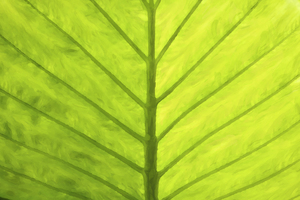 My Best Frond Elephant Ears X100