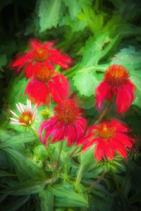 Red Coneflowers Echinacea X102