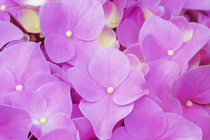 Hydrangea Macrophylla Pink Hydrangea X101