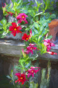 Red Mandevilla Flower Vine X2 1