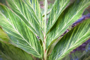 Variegated Shell Ginger X