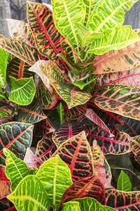 Croton codiaeum variegatum X