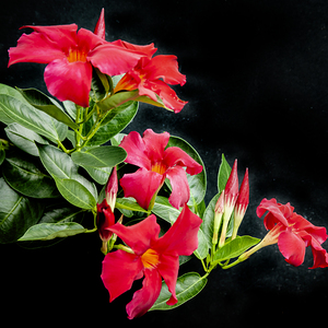 Red Mandevilla Flower Vine X 1