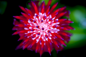 Bromeliad bloom X1 2