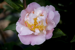 Pretty Pink Japonica Camellias on a Rainy Day X1 22