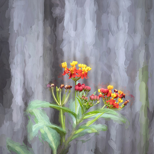 Milkweed Flowers X120