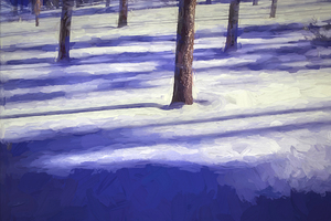 Snow Trees and Shadows Colorado X1 2