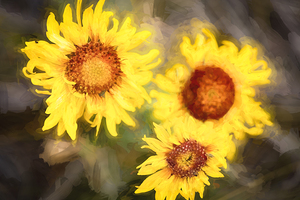 Wyoming Wild Sunflowers X100