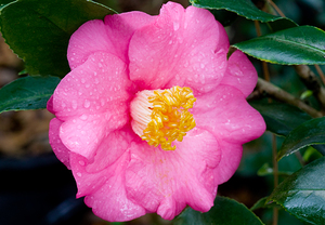 Pretty Japonica Camellias on a Rainy Day X1 5