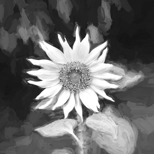Happy Sunflowers Helianthus Abstract X3  5