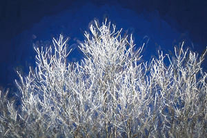 Hoar Frost Great Smoky Mountains X101