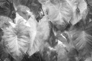 Elephant Ear Plant Colocasia Bok Tower Abstract X1 1