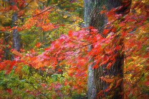 Red Gold Maple Leaves Fall Foliage Great Smoky Mountains X 4