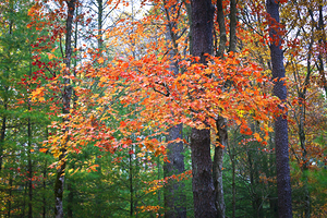 Red Gold Maple Leaves Fall Foliage Great Smoky Mountains X 1