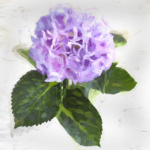 Hydrangea Macrophylla Blue Hydrangea X2 7
