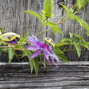A Passion for Flowers Passion Flower X12 3