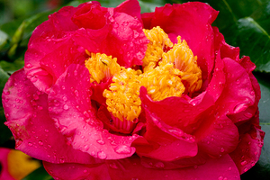 Pretty Camellias on a Rainy Day X1 3