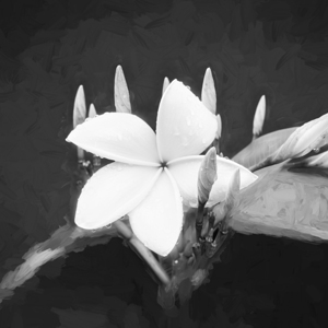 Plumeria Frangipani Hawaiian Flower X3 1
