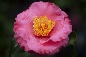 Pretty Pink Japonica Camellias on a Rainy Day X1 27