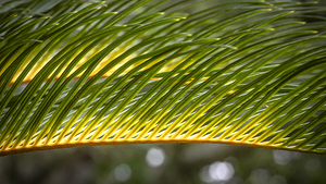 Green Sago Palm Leaves Abstract X1 1