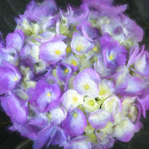 Hydrangea Macrophylla Blue Hydrangea X12 1