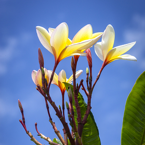 Plumeria Frangipani Hawaiian Flower X3 4