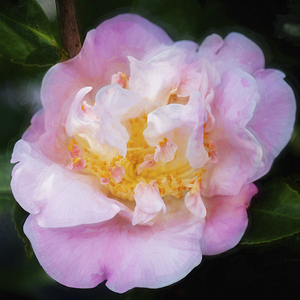 Pretty Pink Japonica Camellias on a Rainy Day X1 12