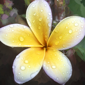 Plumeria Frangipani Hawaiian Flower X3 5