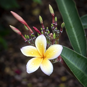 Plumeria Frangipani Hawaiian Flower X3 2