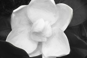 Southern Magnolia Bloom X100 1