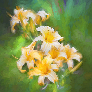 Daylily Hemerocallis Stella de Oro X3 3