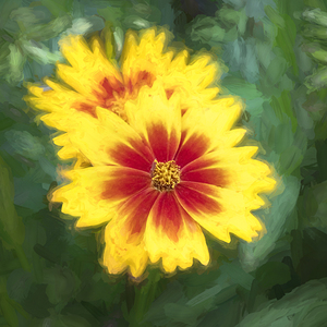  Common Indian Blanket Flower X103 