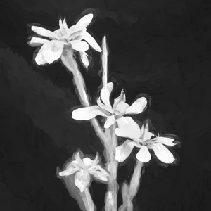 African Iris Morea Dietes X12 1