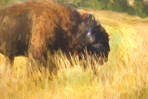 Buff Bison Buffalo Yellowstone Montana X100 1 by Rich Franco