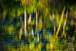 Palms in Reflection X100