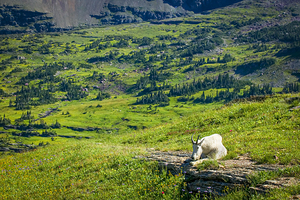 Rocky Mountain Goat Glacier National Park X107 