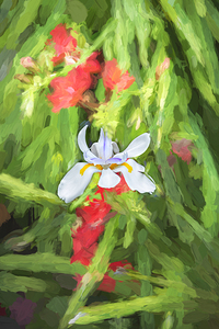 African Iris Morea Dietes X12 1