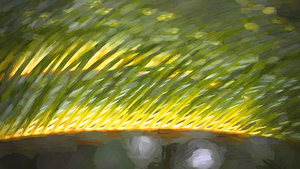 Green Sago Palm Leaves Abstract X1 5