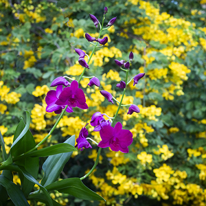 Purple Dendrobium Orchids X12 1