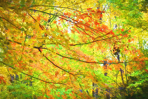 Golden and Red Maple Leaves Smokies X2 23