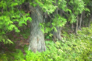 Seeing Cedars Glacier National Park 103