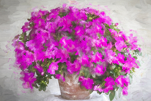 No Longer Impatient  Impatiens Plants X100