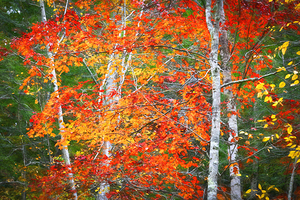Red Gold Maple Leaves Fall Foliage Great Smoky Mountains X 5